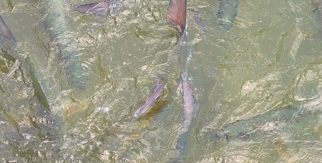 "Image of fish water"